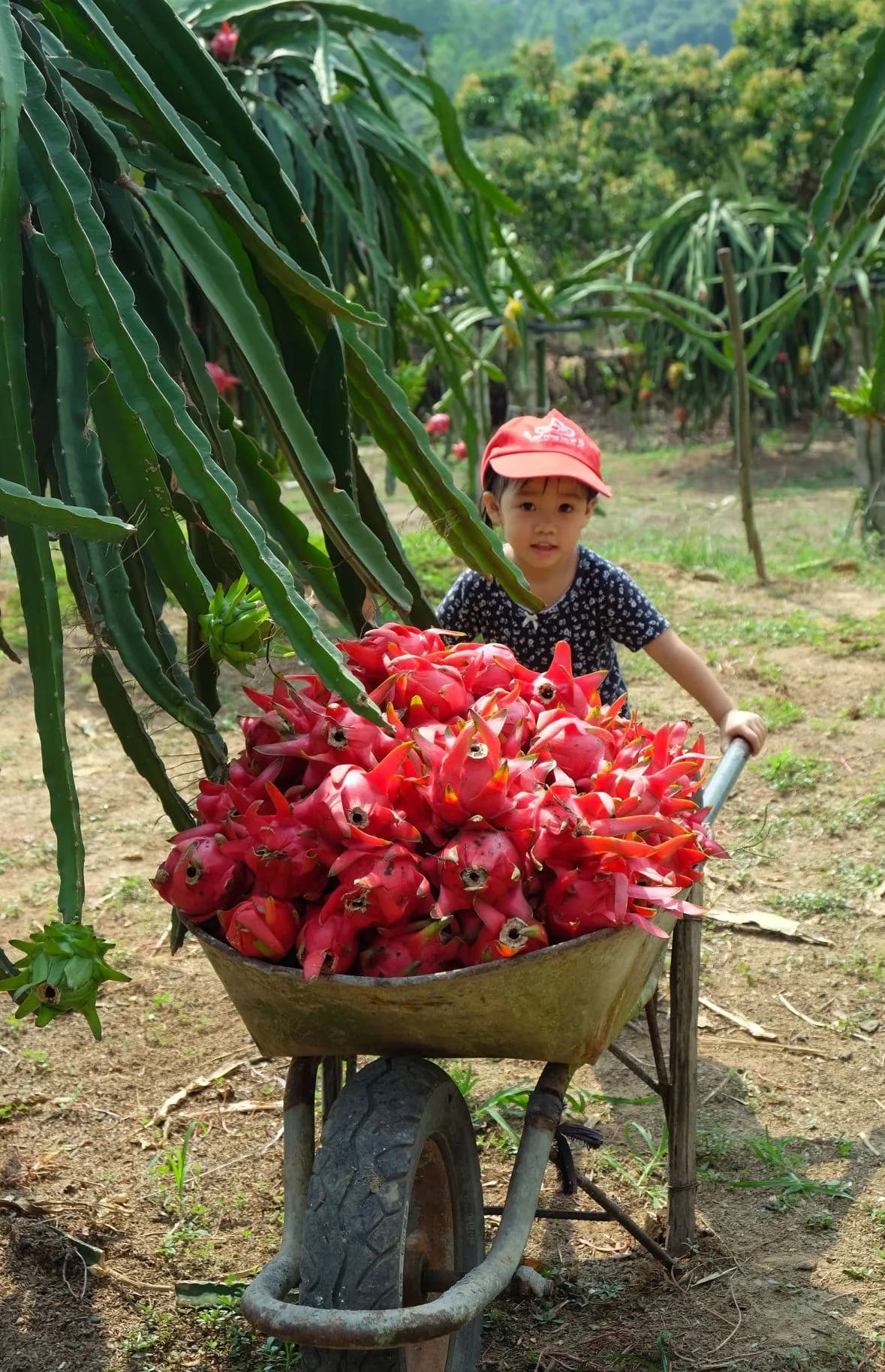 Ảnh b7cf7d16-8b19-4495-946d-d5a11ecf0d0f